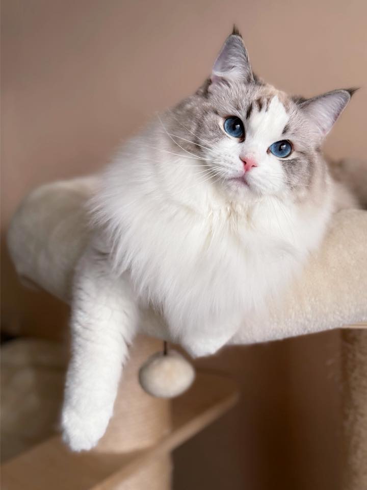 /images/Galeria/Ragdoll Rajongók Rezidenciája/07 Alexandra Böszörményiné Dani - Lina.jpg